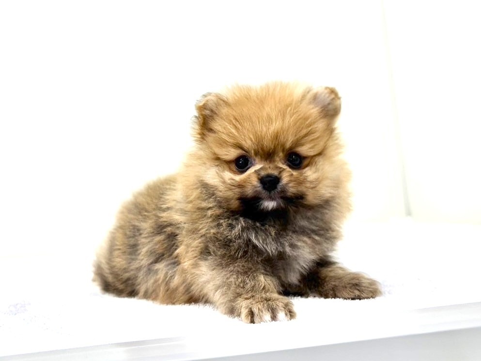 東京都のポメラニアン (かねだい本町田店/2025年4月25日生まれ/男の子/オレンジ)の子犬