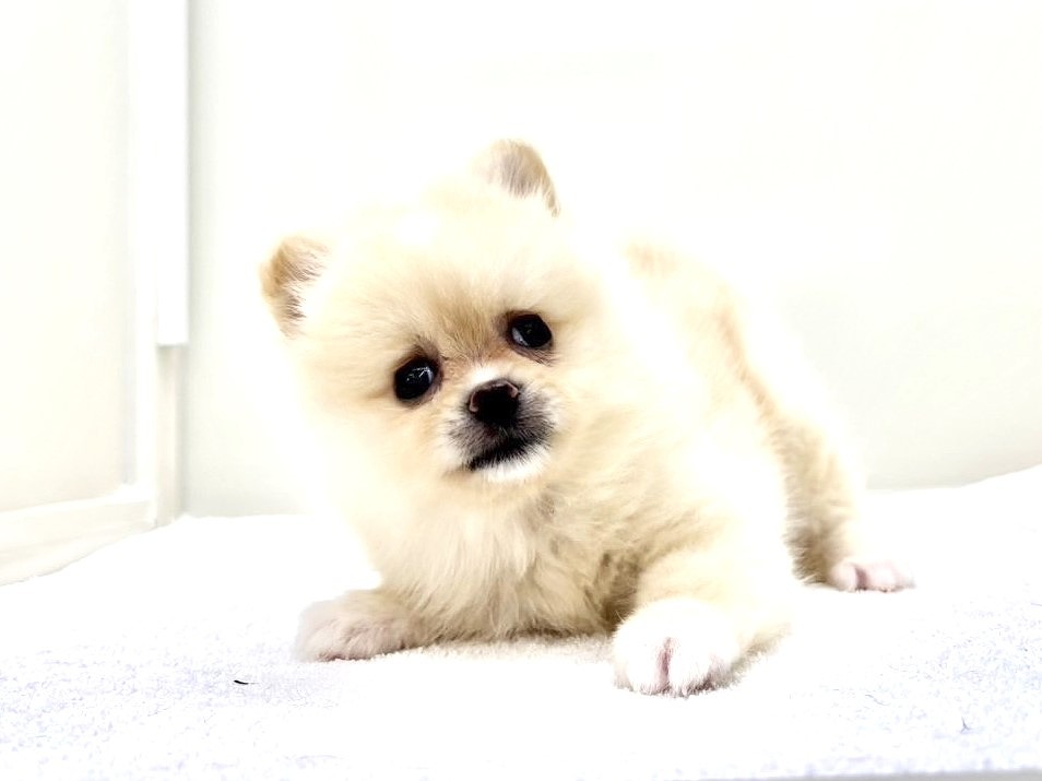 東京都のポメラニアン (かねだい本町田店/2025年4月25日生まれ/女の子/クリームホワイト)の子犬