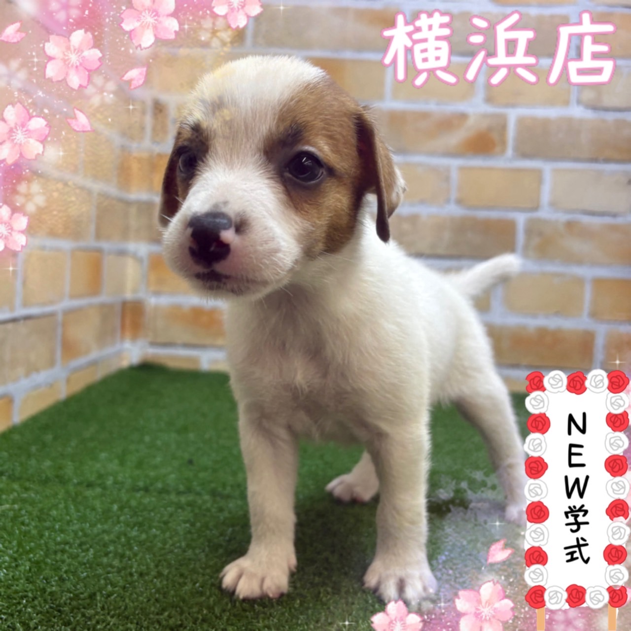 神奈川県のジャックラッセルテリア (かねだい横浜店/2025年4月27日生まれ/男の子/ホワイトタン)の子犬