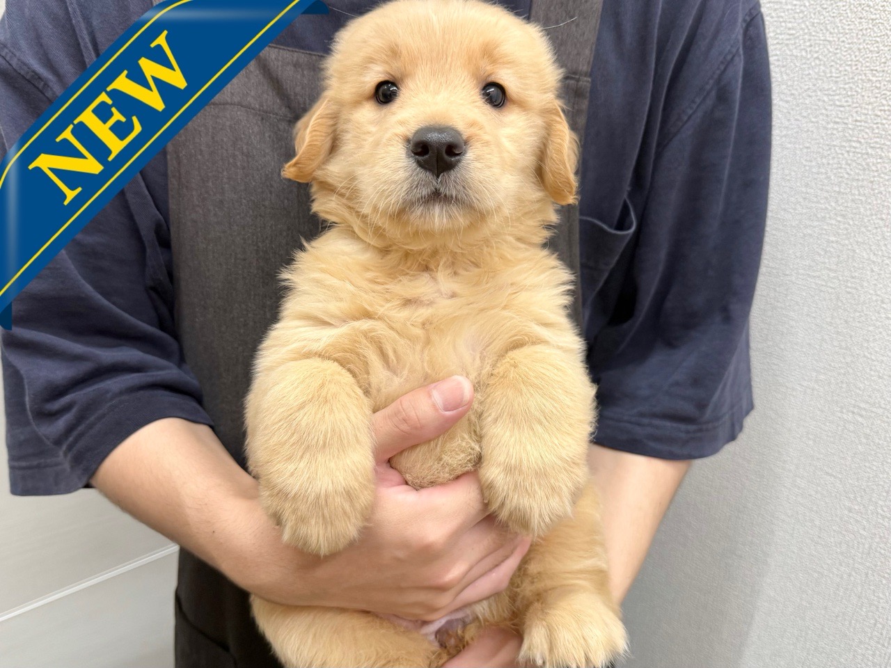 東京都のゴールデンレトリバー (かねだい青梅店/2025年4月28日生まれ/女の子/ゴールド)の子犬