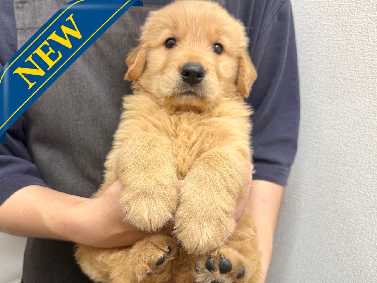 東京都のゴールデンレトリバー (かねだい青梅店/2025年4月28日生まれ/男の子/ゴールド)の子犬