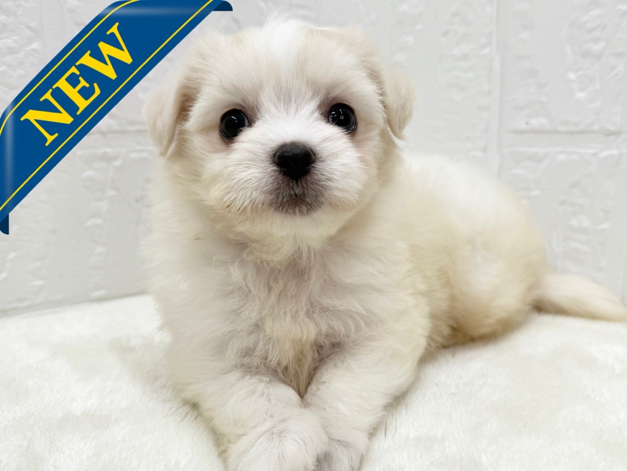 東京都のチワビション (かねだい青梅店/2025年4月28日生まれ/男の子/ホワイトクリーム)の子犬