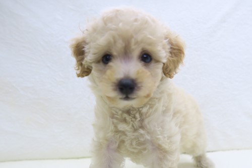 神奈川県のトイプードル(トイ) (かねだい海老名店/2025年4月24日生まれ/女の子/クリーム)の子犬
