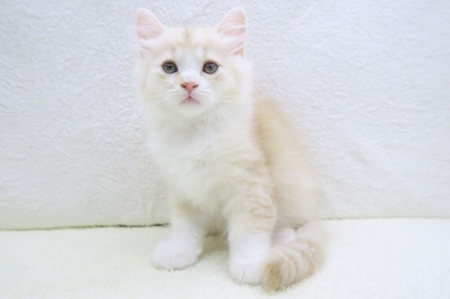 神奈川県のハーフ猫・ミックス猫 (かねだい海老名店/2025年4月23日生まれ/男の子/クリームタビー)の子猫
