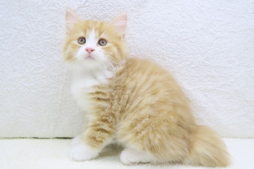 神奈川県のハーフ猫・ミックス猫 (かねだい海老名店/2025年4月23日生まれ/男の子/レッドタビー)の子猫