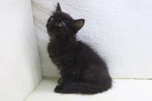 神奈川県のハーフ猫・ミックス猫 (かねだい海老名店/2025年4月23日生まれ/男の子/ブラック)の子猫