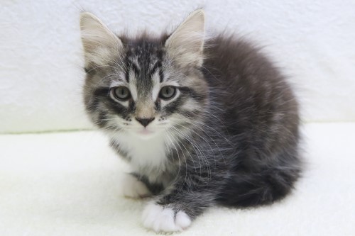 神奈川県のハーフ猫・ミックス猫 (かねだい海老名店/2025年4月23日生まれ/男の子/ブラウンタビー)の子猫