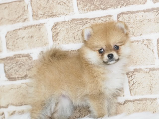 埼玉県のポメラニアン (かねだい戸田店/2025年4月27日生まれ/女の子/オレンジ)の子犬