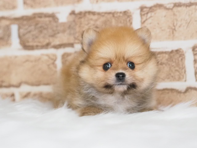 埼玉県のポメラニアン (かねだい戸田店/2025年4月27日生まれ/男の子/オレンジ)の子犬