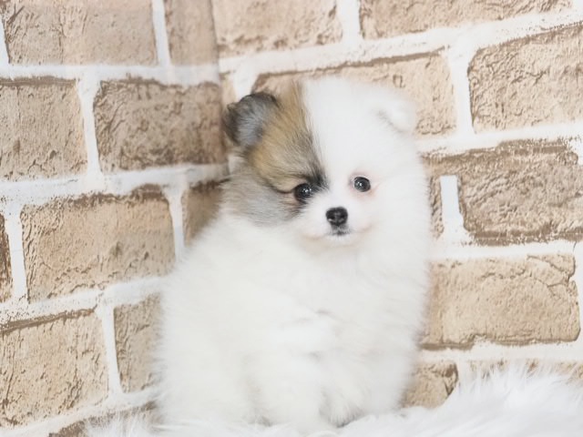 埼玉県のポメラニアン (かねだい戸田店/2025年4月26日生まれ/女の子/パーティーカラー)の子犬