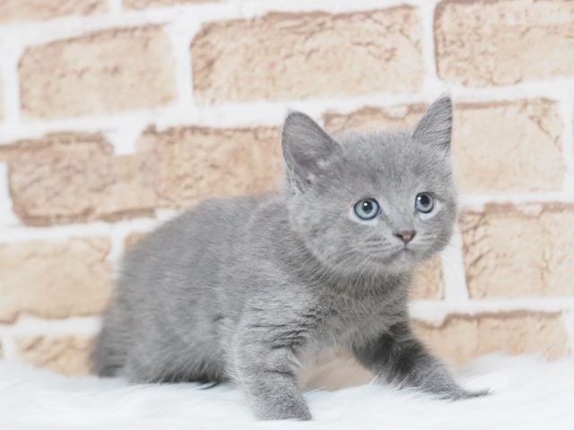 埼玉県のマンチカン (かねだい戸田店/2025年4月28日生まれ/女の子/ブルーパッチドタビー)の子猫