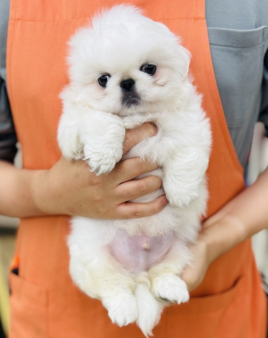 神奈川県のペキニーズ (かねだい伊勢原店/2025年4月15日生まれ/男の子/ホワイト)の子犬