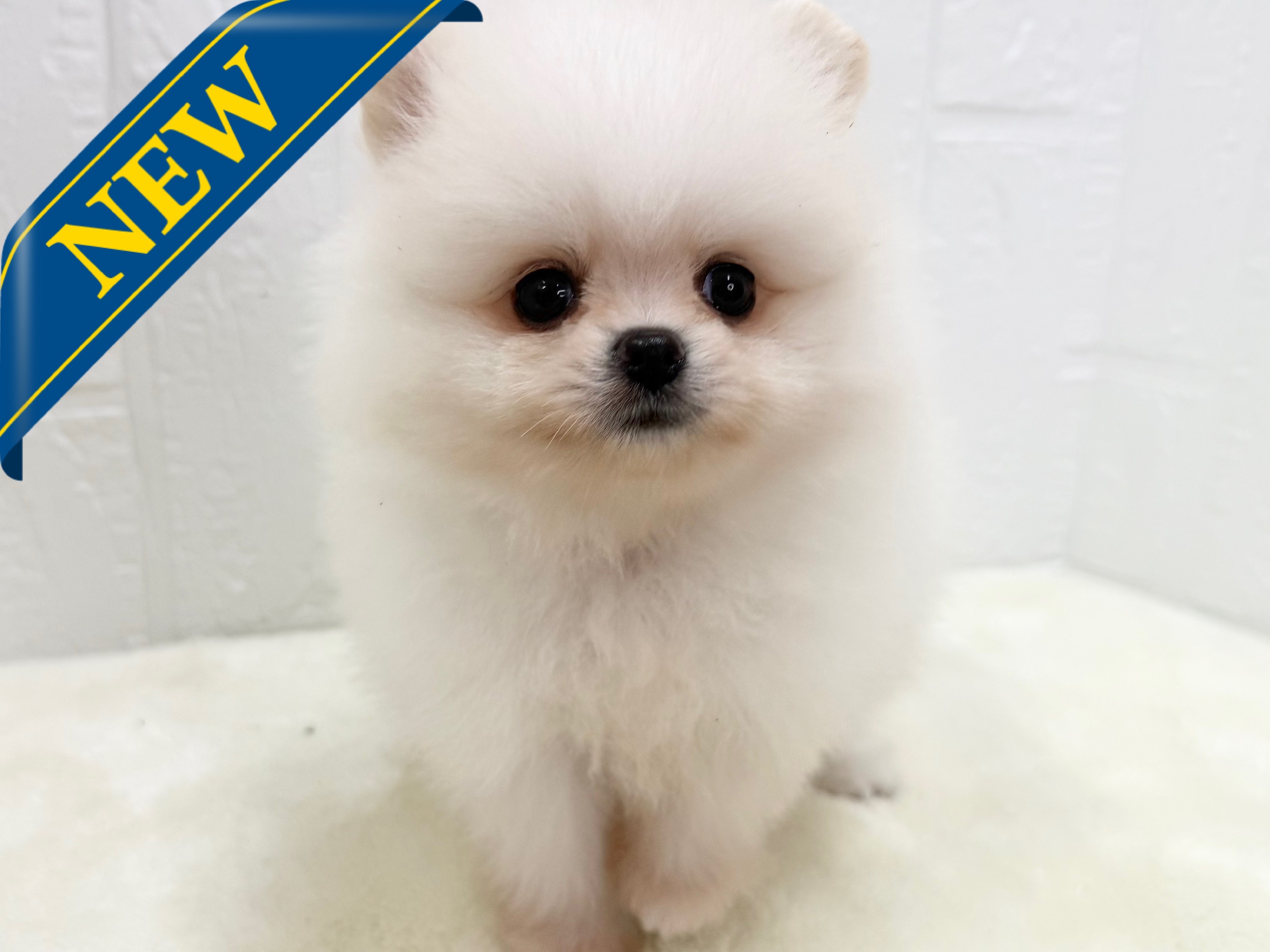 東京都のポメラニアン (かねだい青梅店/2025年4月29日生まれ/男の子/クリーム)の子犬