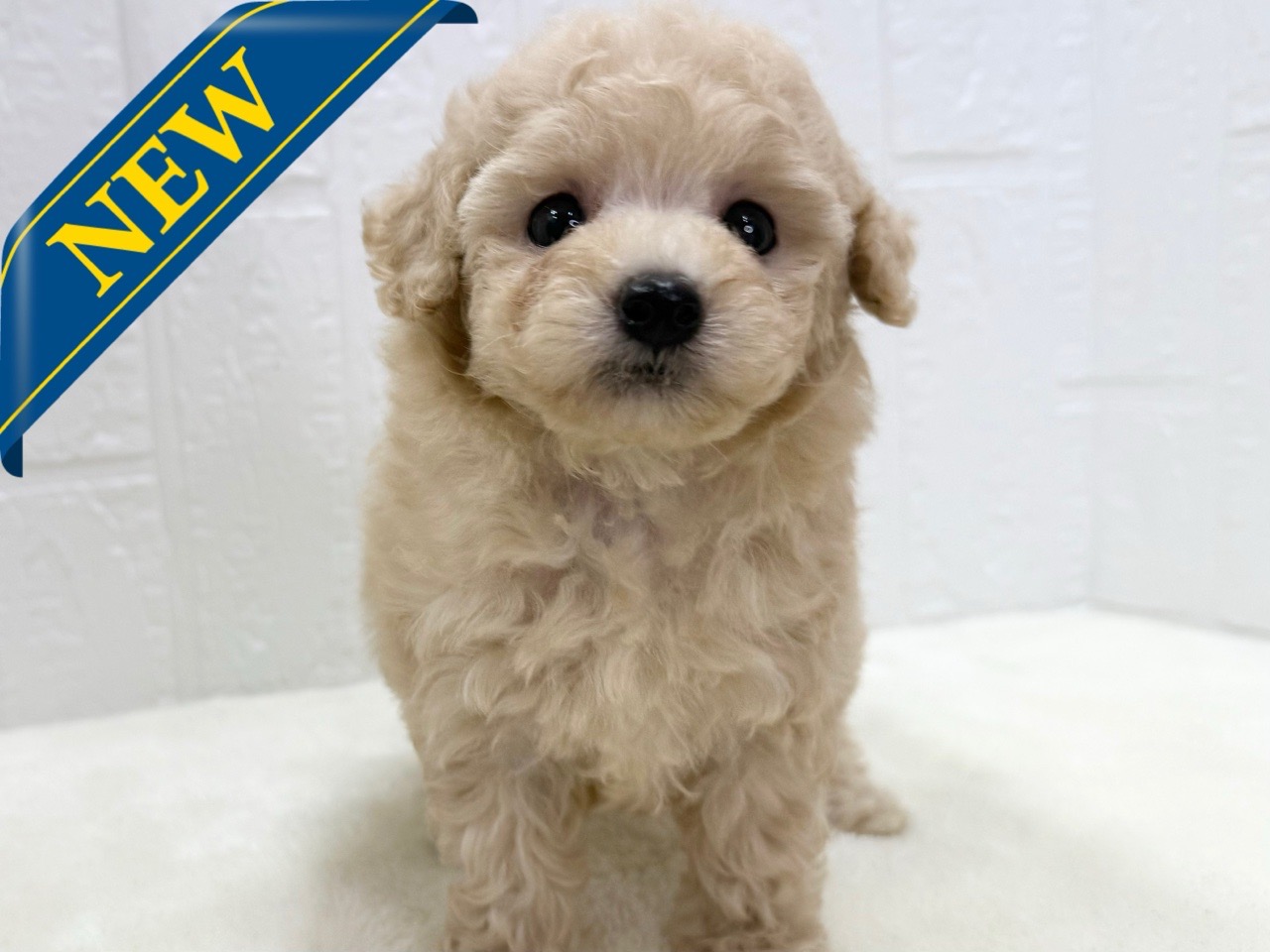 東京都のトイプードル(トイ) (かねだい青梅店/2025年4月29日生まれ/女の子/クリーム)の子犬