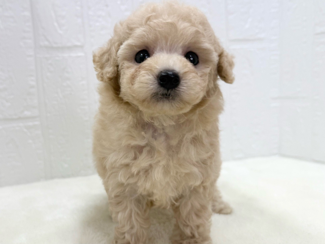 東京都のトイプードル(トイ) (かねだい青梅店/2025年4月29日生まれ/女の子/クリーム)の子犬の2枚目の画像