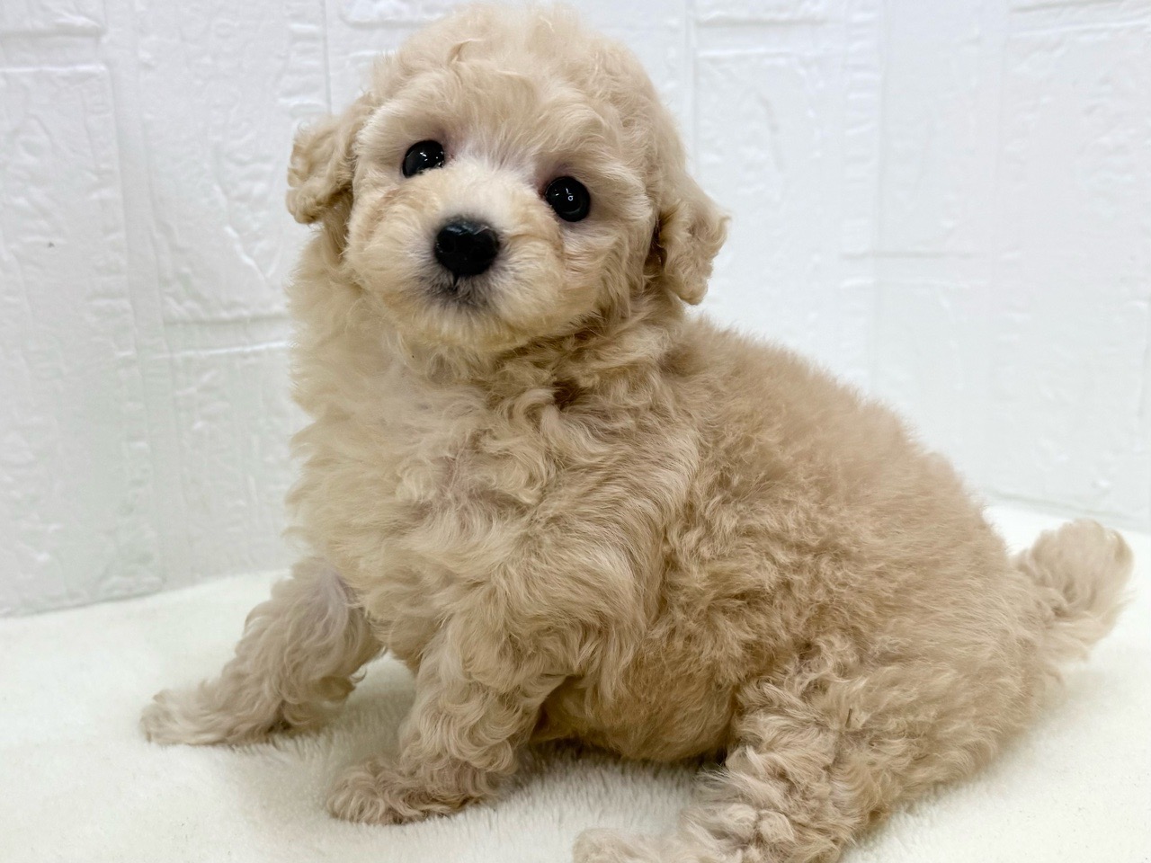 東京都のトイプードル(トイ) (かねだい青梅店/2025年4月29日生まれ/女の子/クリーム)の子犬の3枚目の画像