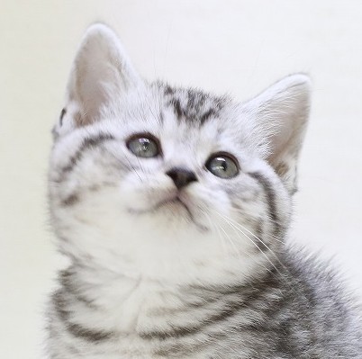 埼玉県のマンチカン (かねだい草加店/2025年4月26日生まれ/男の子/シルバータビー)の子猫の2枚目の画像