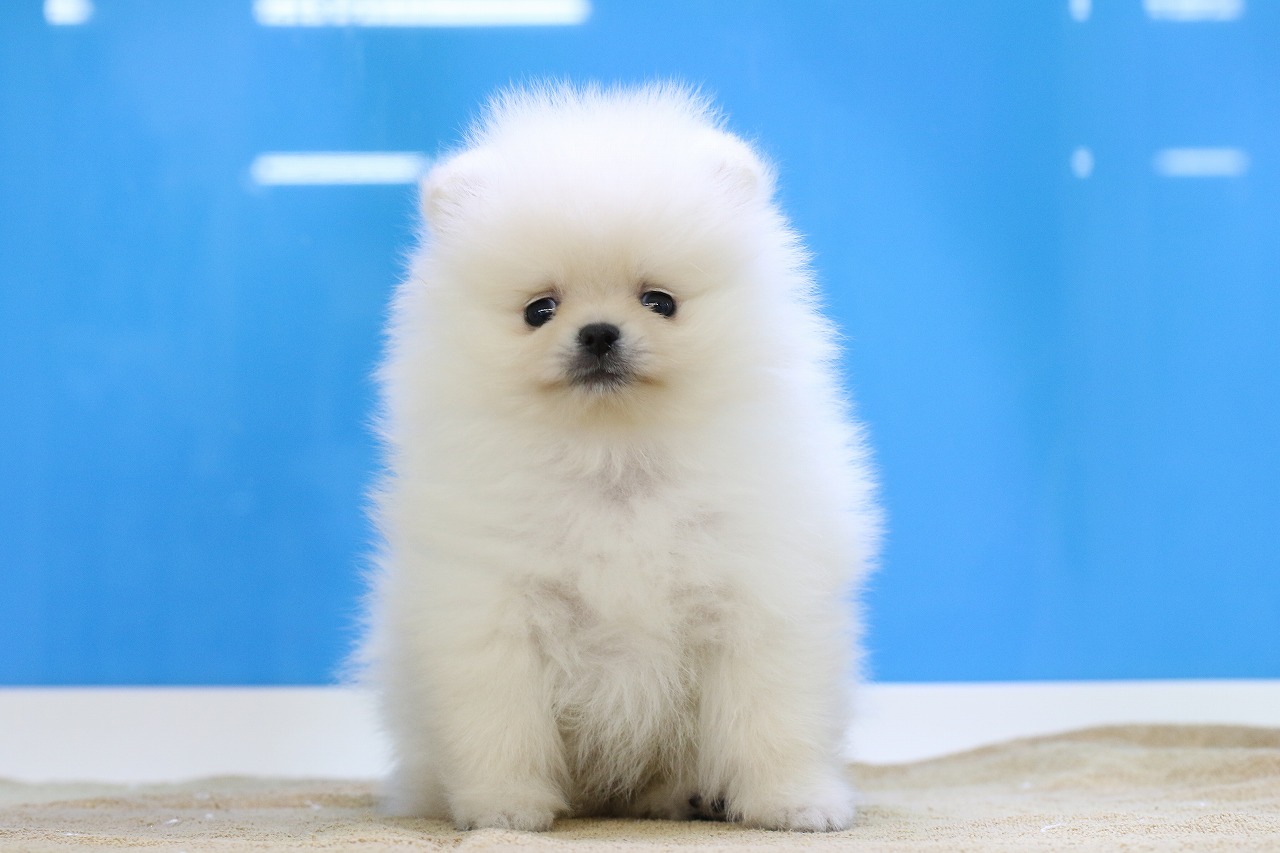 埼玉県のポメラニアン (かねだい草加店/2025年4月27日生まれ/男の子/クリーム)の子犬