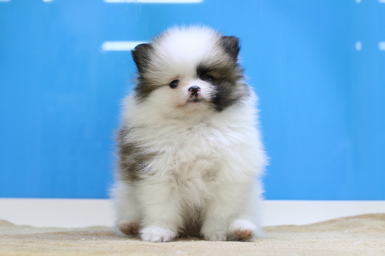 埼玉県のポメラニアン (かねだい草加店/2025年4月25日生まれ/男の子/パーティーカラー)の子犬