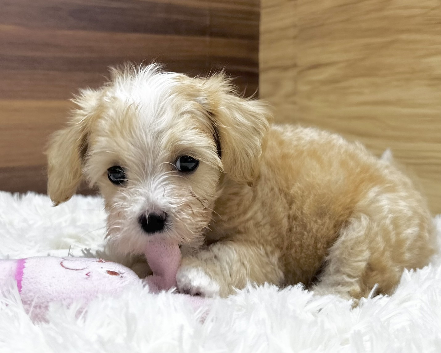 群馬県のハーフ犬・ミックス犬 (かねだいペットトライアル桐生/2025年4月29日生まれ/男の子/アプリコット)の子犬の1枚目の画像