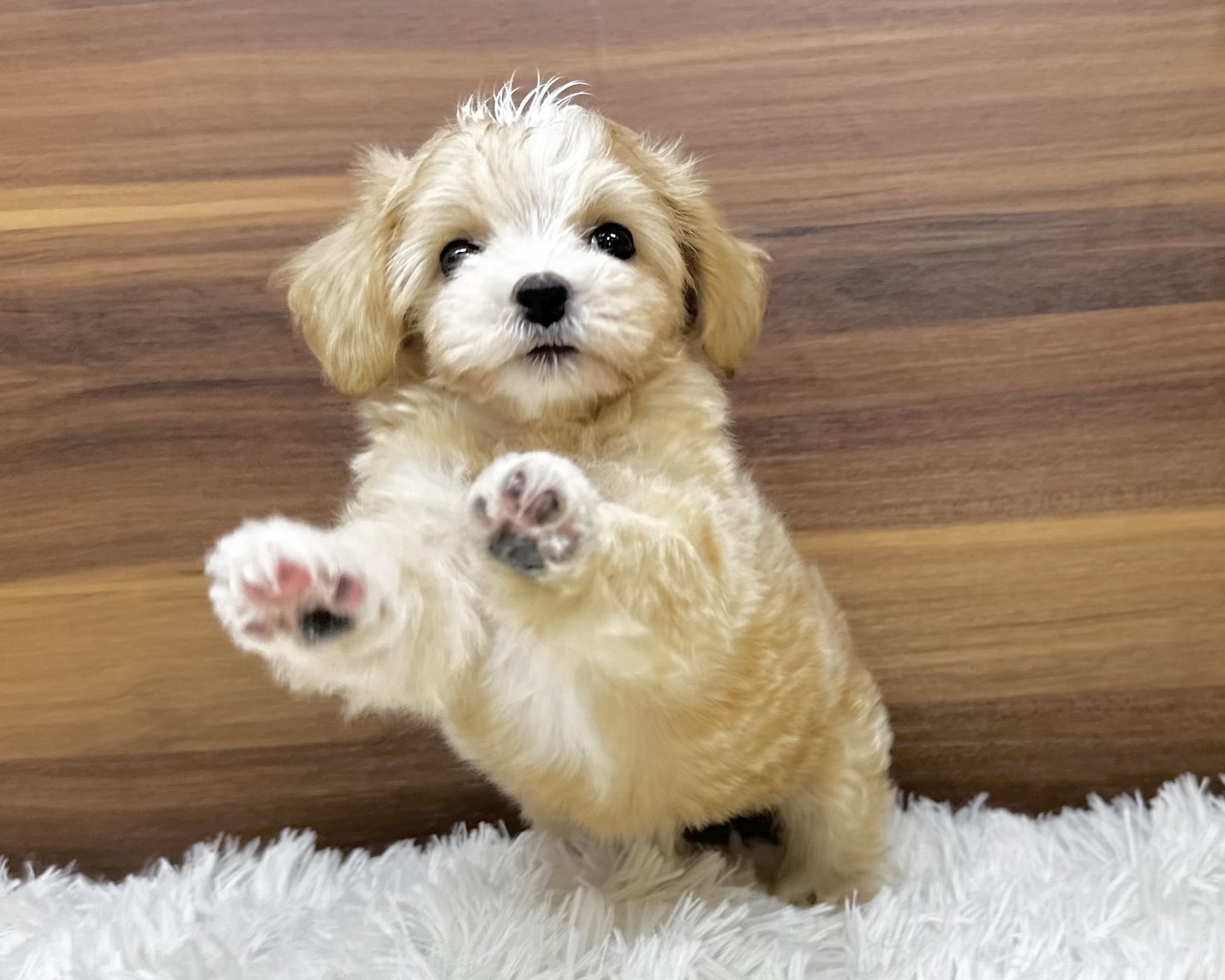 群馬県のハーフ犬・ミックス犬 (かねだいペットトライアル桐生/2025年4月29日生まれ/男の子/アプリコット)の子犬の2枚目の画像