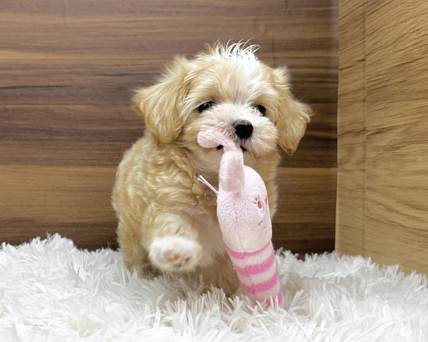 群馬県のハーフ犬・ミックス犬 (かねだいペットトライアル桐生/2025年4月29日生まれ/男の子/アプリコット)の子犬の3枚目の画像