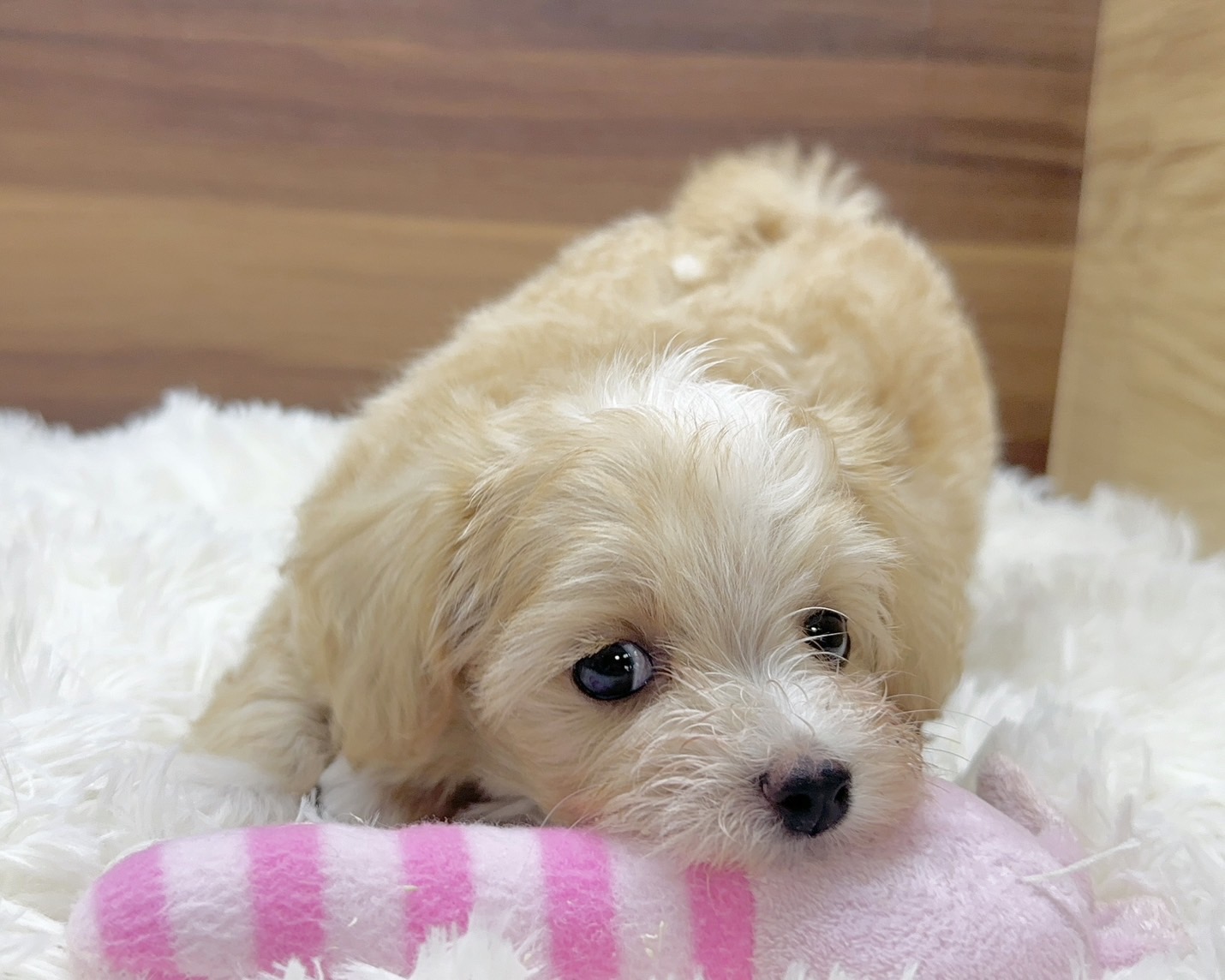 群馬県のハーフ犬・ミックス犬 (かねだいペットトライアル桐生/2025年4月29日生まれ/男の子/アプリコット)の子犬の4枚目の画像