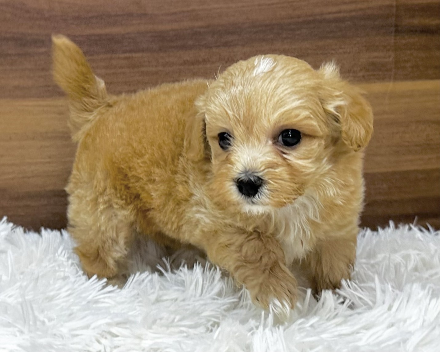 群馬県のハーフ犬・ミックス犬 (かねだいペットトライアル桐生/2025年4月29日生まれ/女の子/アプリコット)の子犬の1枚目の画像