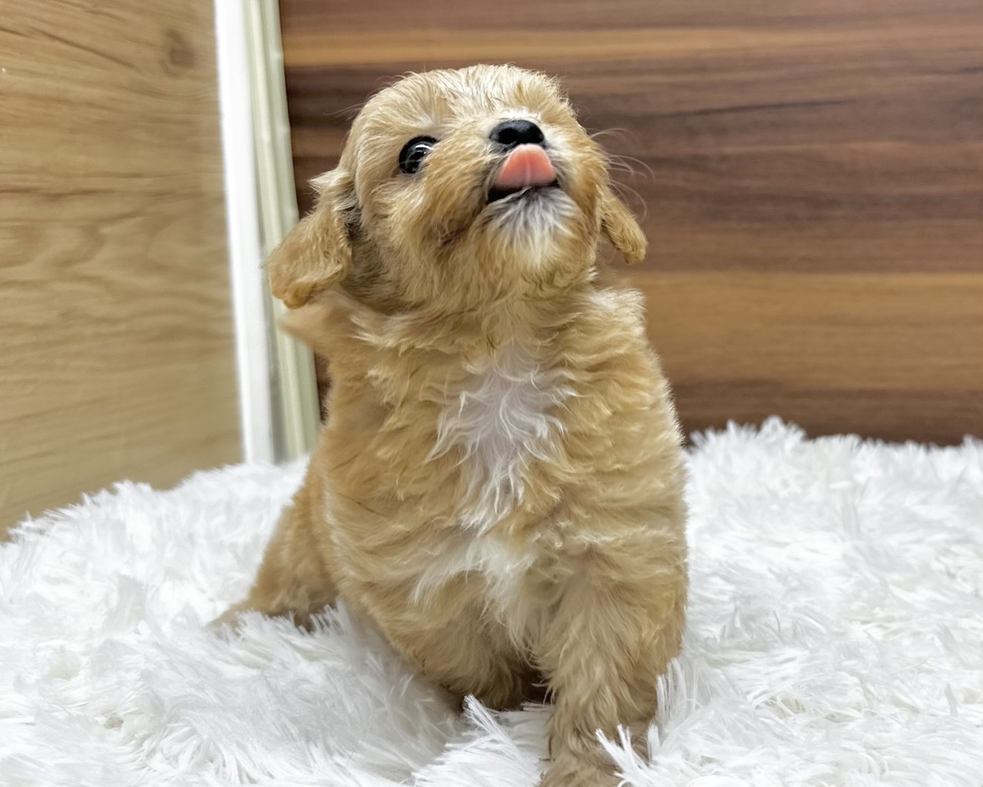 群馬県のハーフ犬・ミックス犬 (かねだいペットトライアル桐生/2025年4月29日生まれ/女の子/アプリコット)の子犬の2枚目の画像