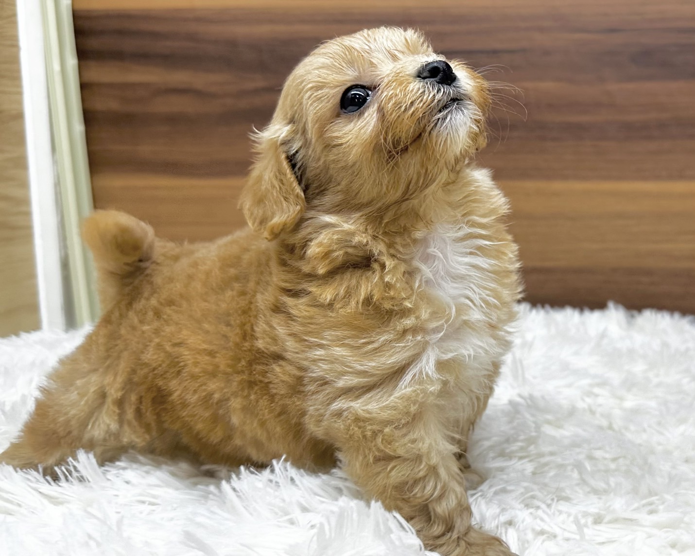 群馬県のハーフ犬・ミックス犬 (かねだいペットトライアル桐生/2025年4月29日生まれ/女の子/アプリコット)の子犬の3枚目の画像