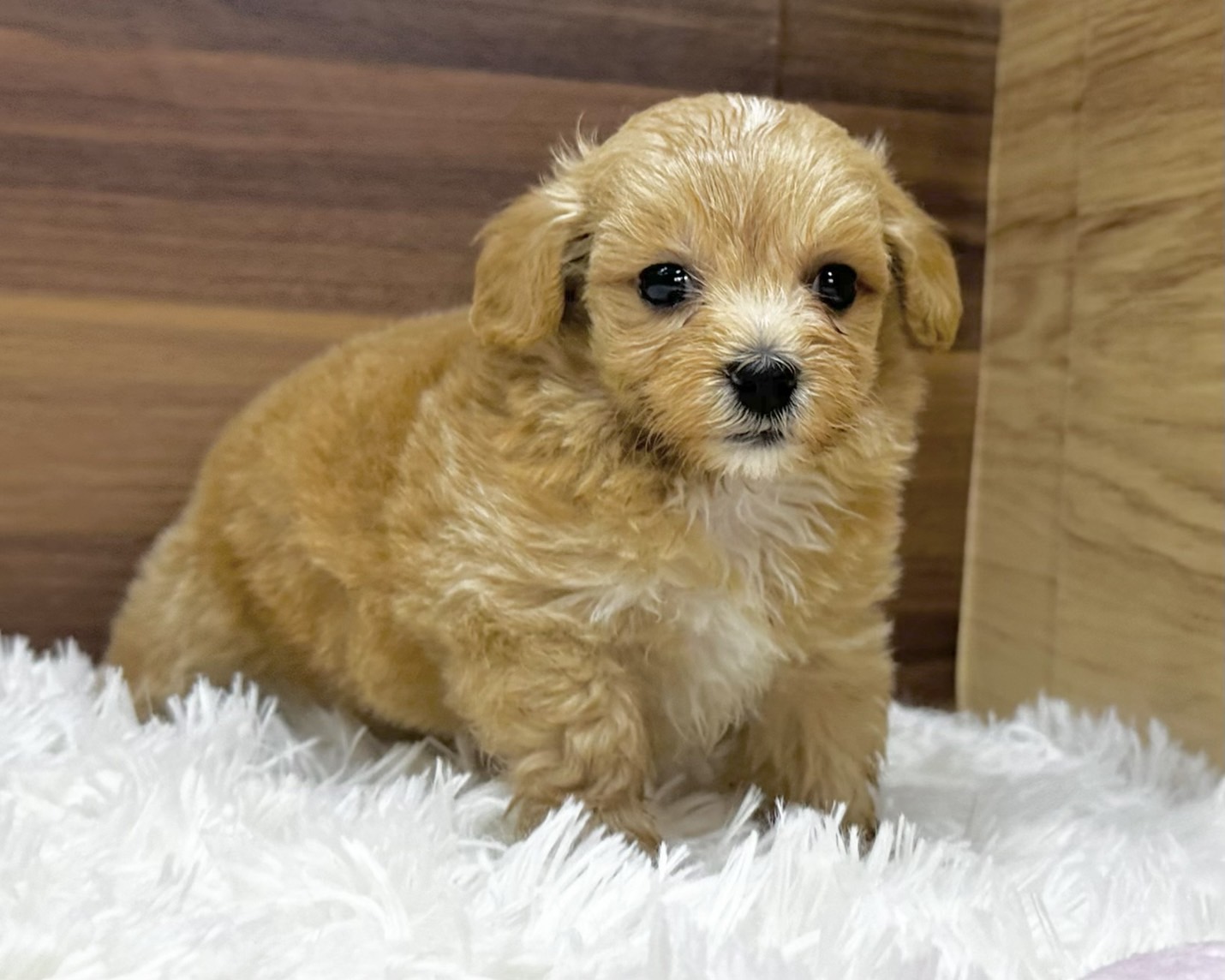 群馬県のハーフ犬・ミックス犬 (かねだいペットトライアル桐生/2025年4月29日生まれ/女の子/アプリコット)の子犬の4枚目の画像