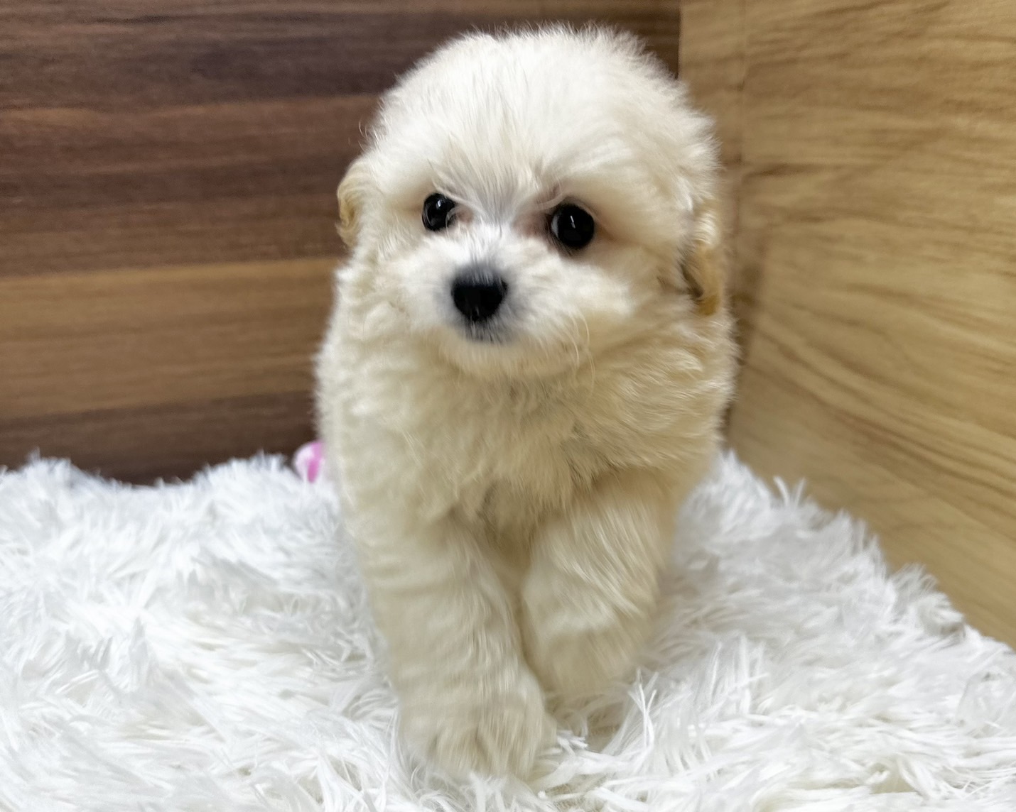群馬県のハーフ犬・ミックス犬 (かねだいペットトライアル桐生/2025年4月28日生まれ/男の子/クリーム)の子犬の2枚目の画像