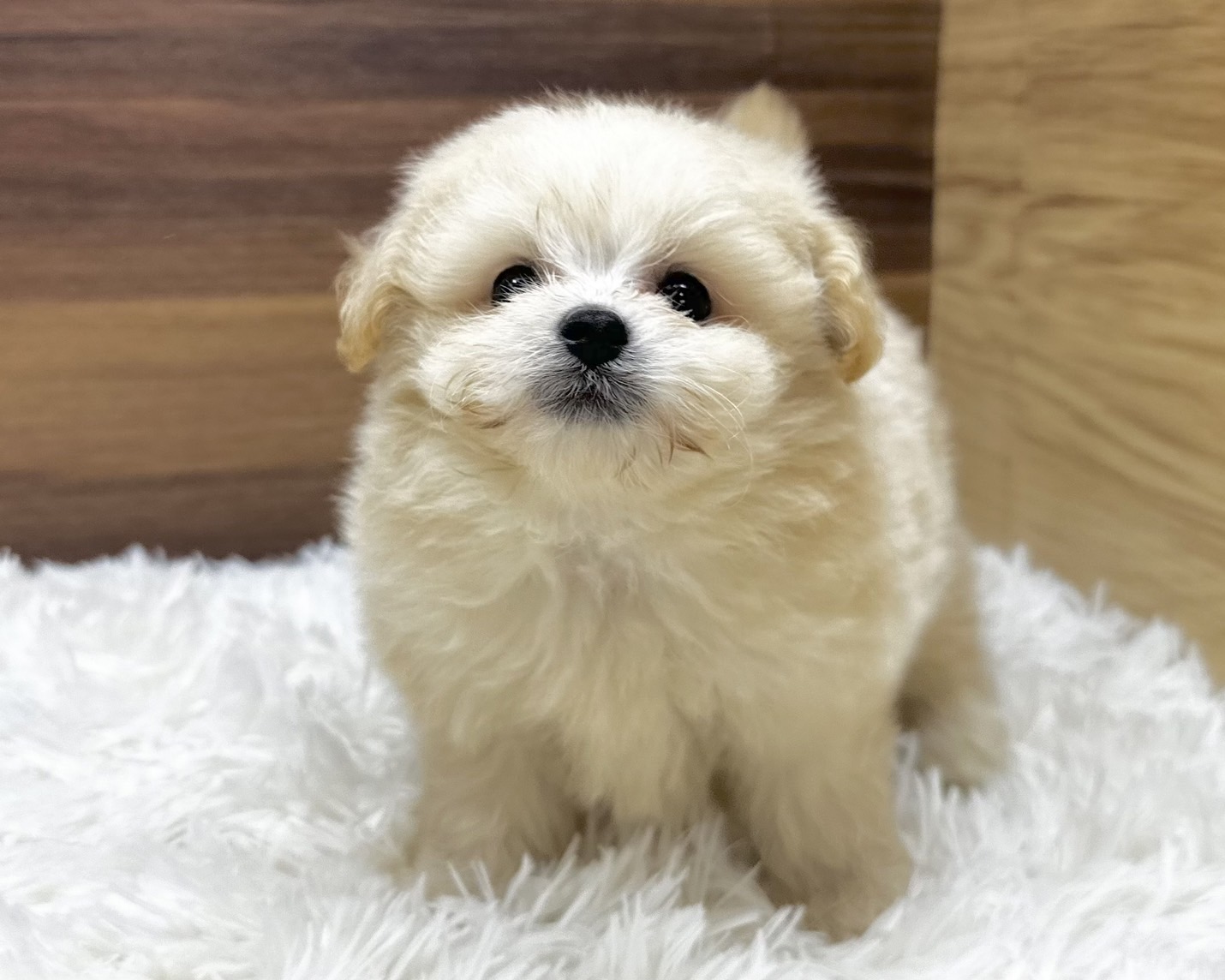群馬県のハーフ犬・ミックス犬 (かねだいペットトライアル桐生/2025年4月28日生まれ/男の子/クリーム)の子犬の3枚目の画像