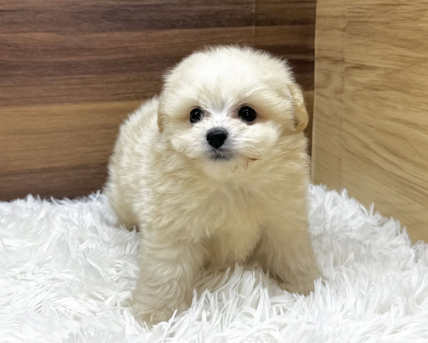 群馬県のハーフ犬・ミックス犬 (かねだいペットトライアル桐生/2025年4月28日生まれ/男の子/クリーム)の子犬の1枚目の画像