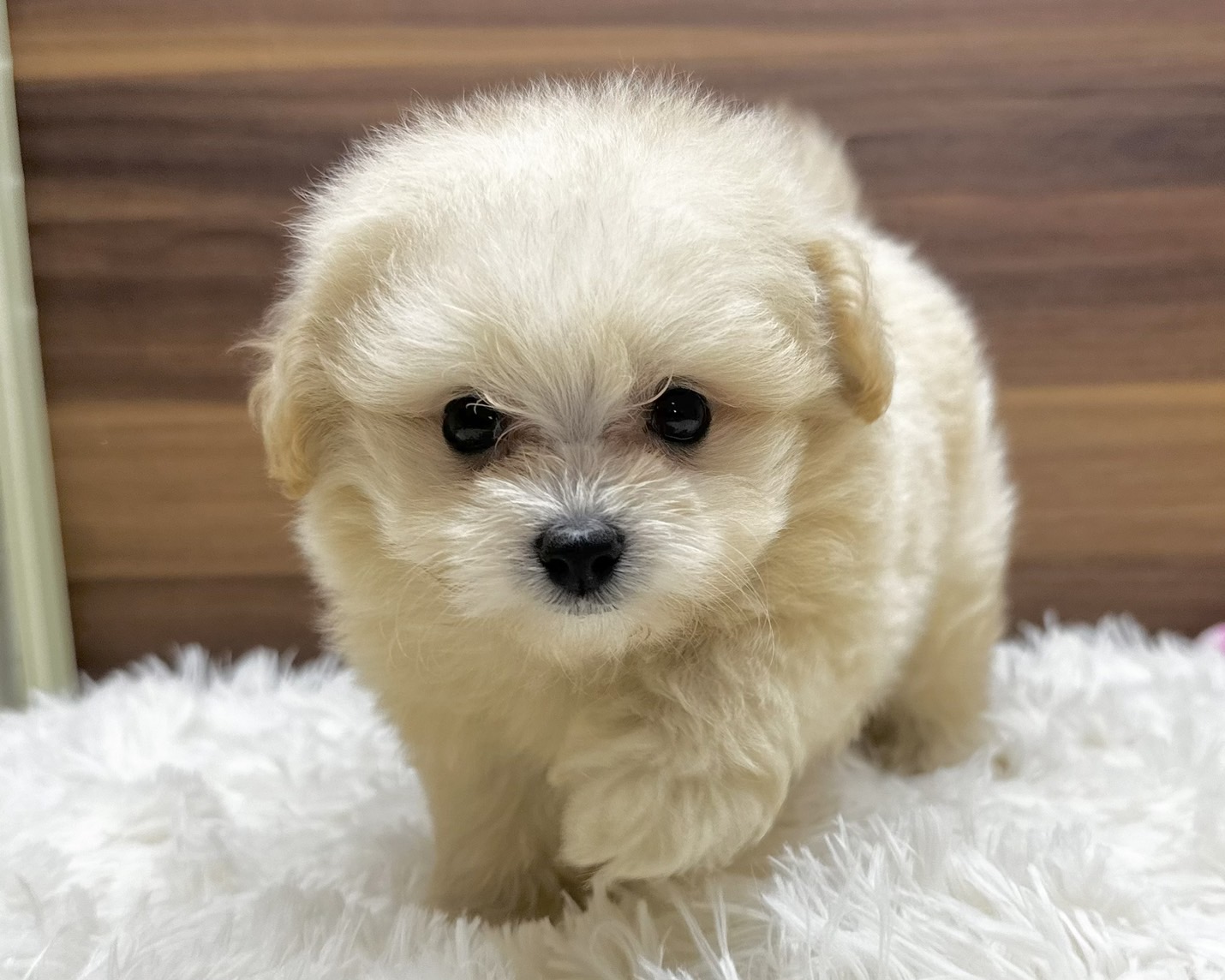 群馬県のハーフ犬・ミックス犬 (かねだいペットトライアル桐生/2025年4月28日生まれ/男の子/クリーム)の子犬の4枚目の画像