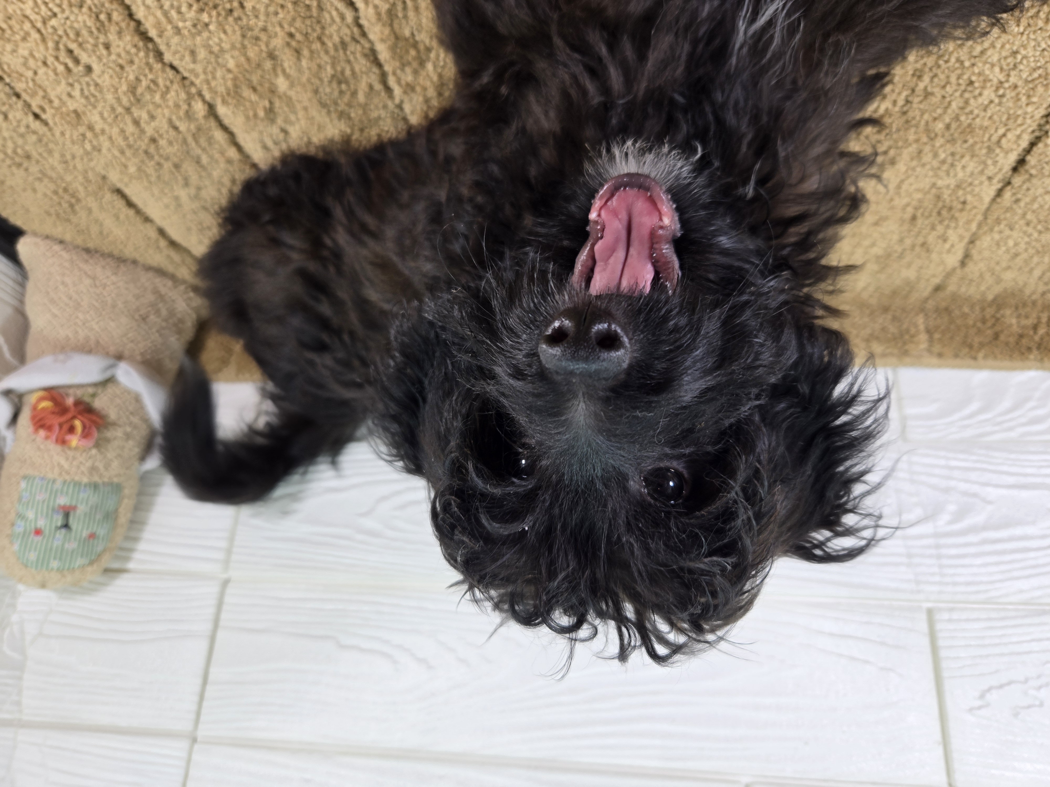 千葉県のハーフ犬・ミックス犬 (かねだいペットトライアル勝浦/2025年2月1日生まれ/男の子/ブラック)の子犬の1枚目の画像