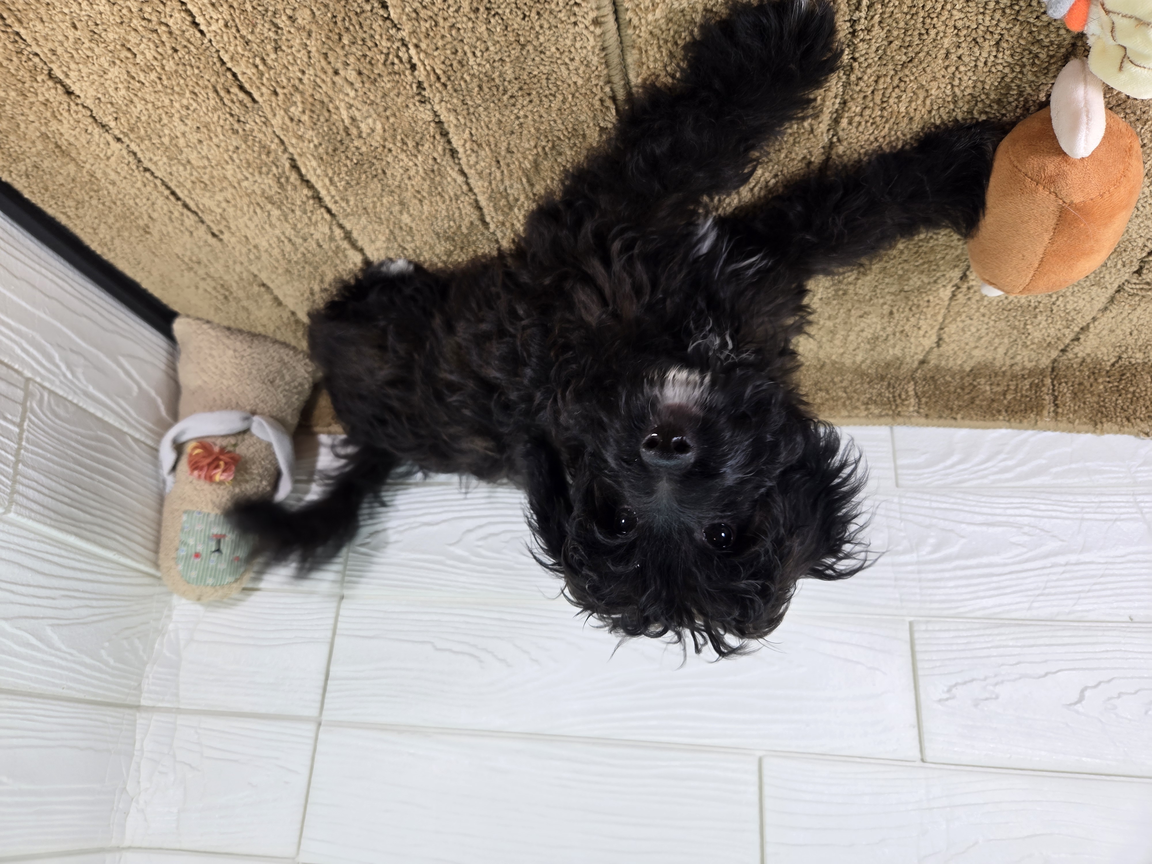 千葉県のハーフ犬・ミックス犬 (かねだいペットトライアル勝浦/2025年2月1日生まれ/男の子/ブラック)の子犬の3枚目の画像