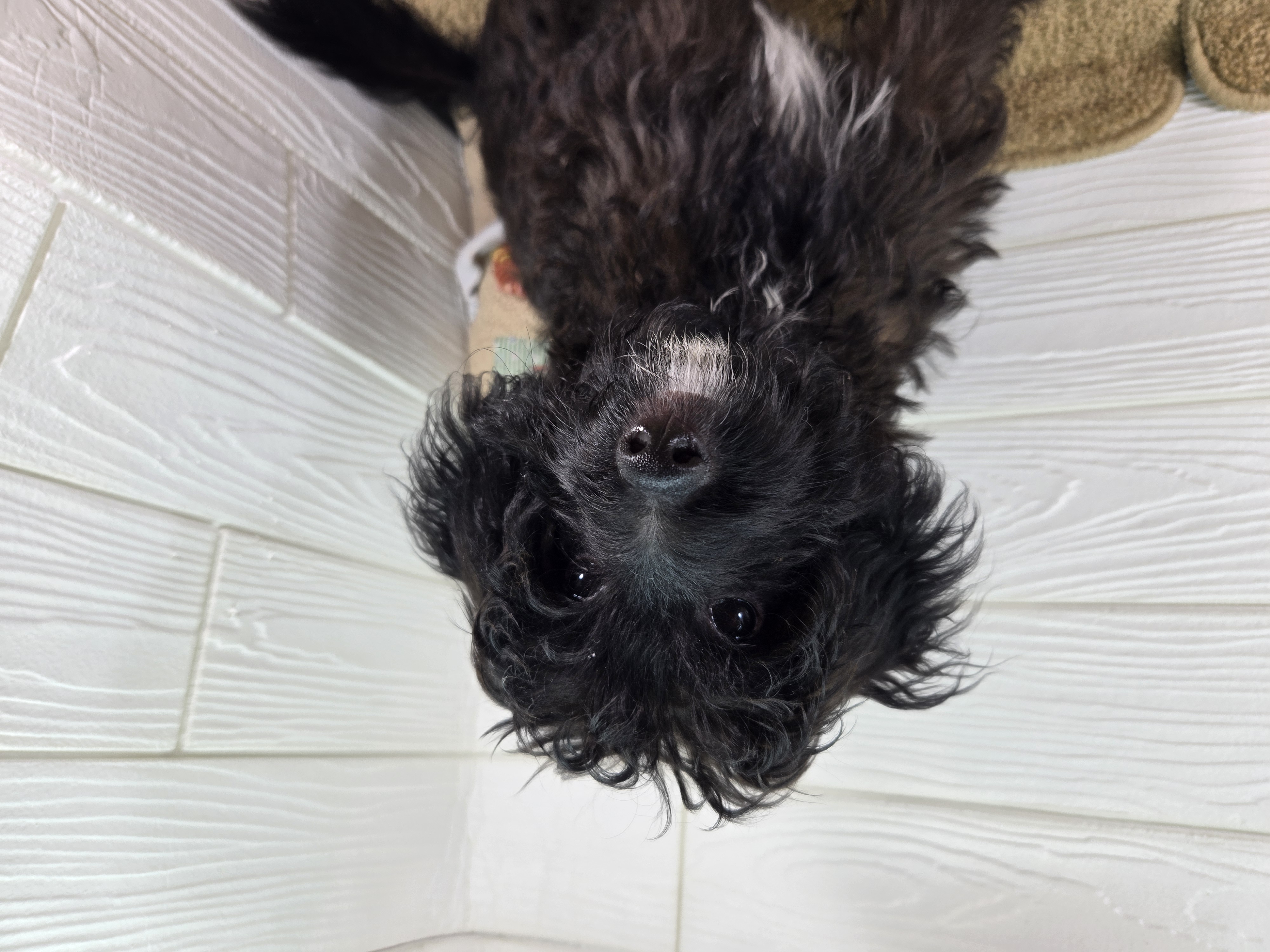 千葉県のハーフ犬・ミックス犬 (かねだいペットトライアル勝浦/2025年2月1日生まれ/男の子/ブラック)の子犬の2枚目の画像