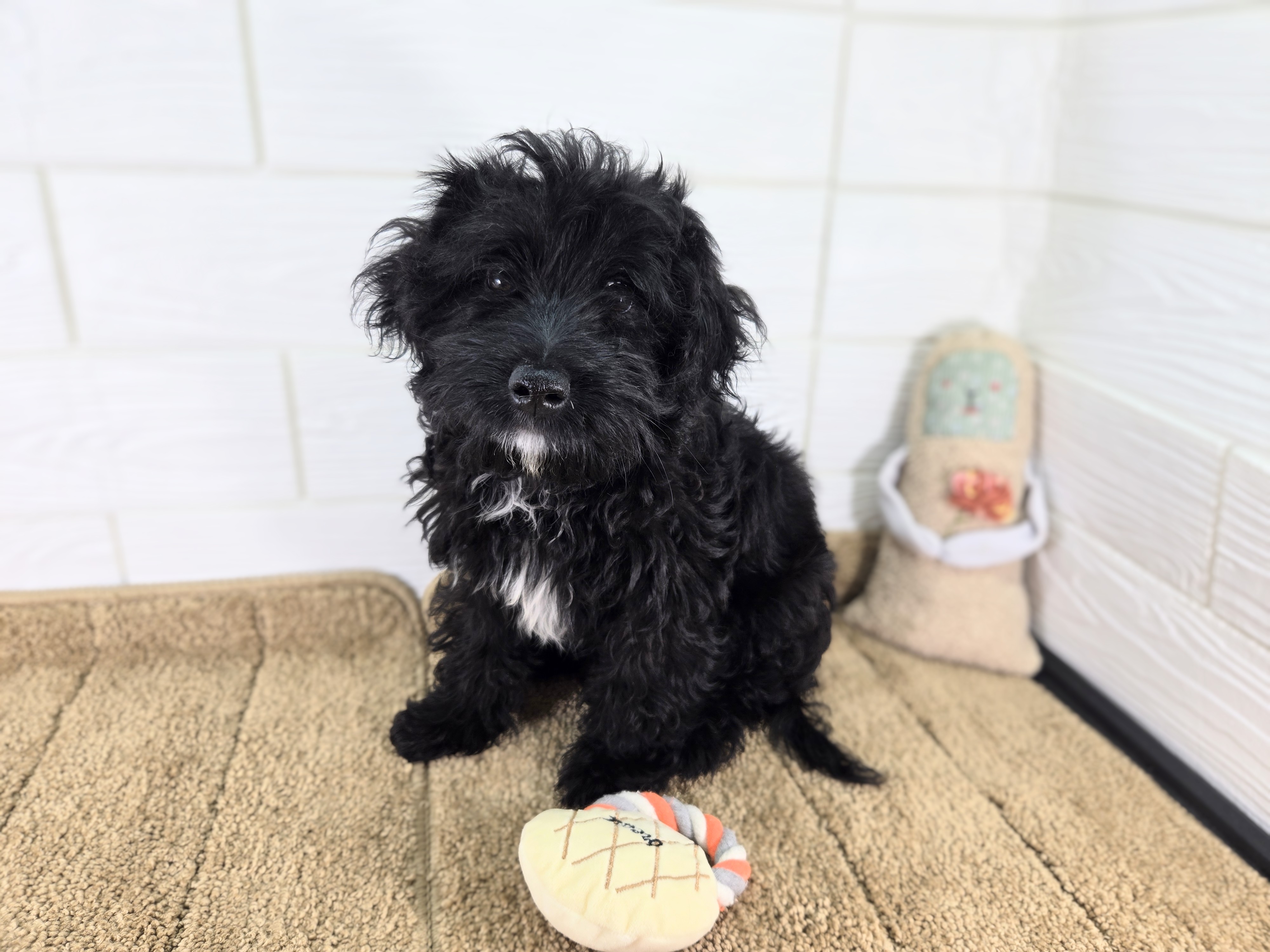 千葉県のハーフ犬・ミックス犬 (かねだいペットトライアル勝浦/2025年2月15日生まれ/男の子/ブラック)の子犬の1枚目の画像
