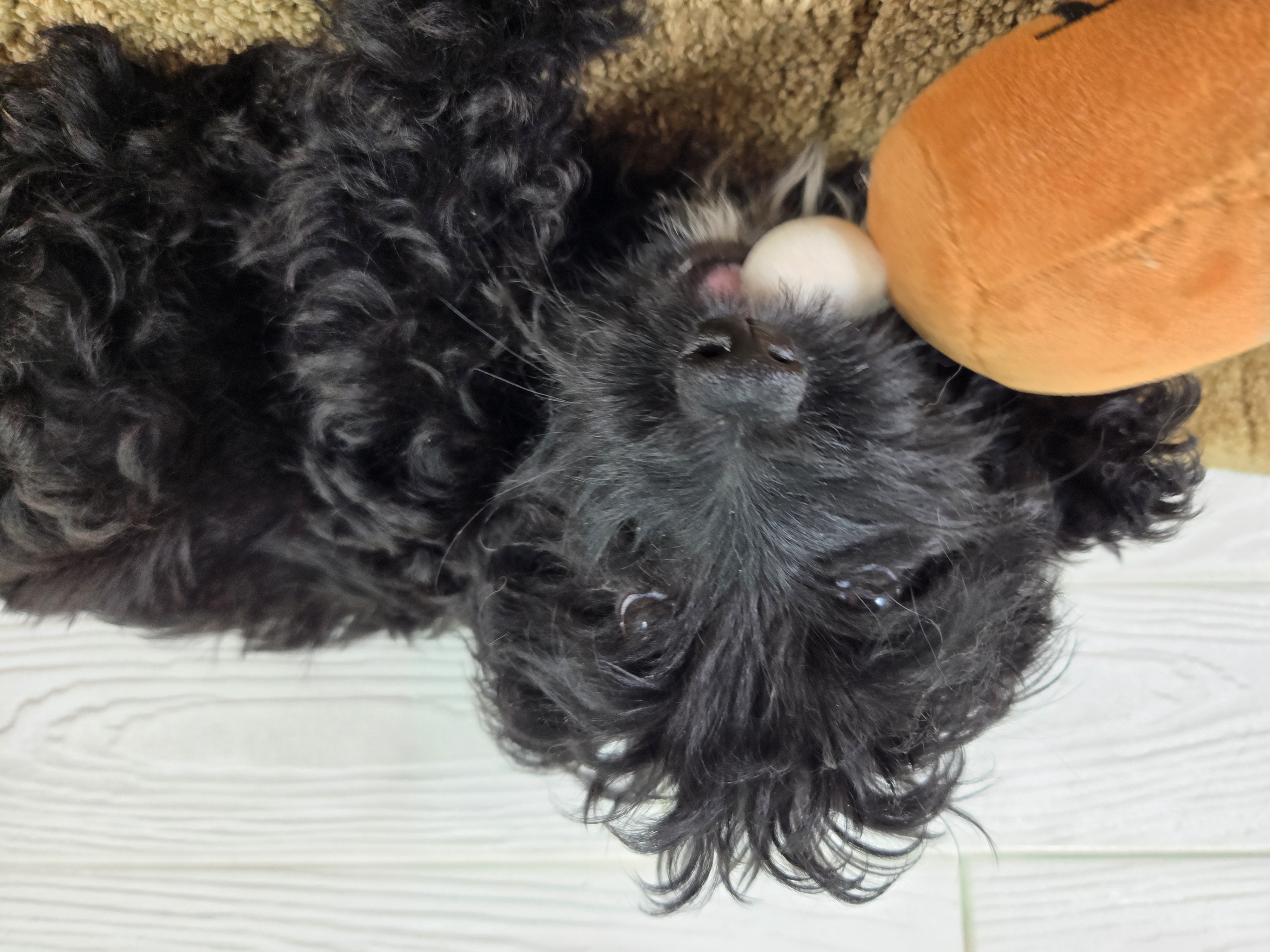 千葉県のハーフ犬・ミックス犬 (かねだいペットトライアル勝浦/2025年2月15日生まれ/男の子/ブラック)の子犬の2枚目の画像