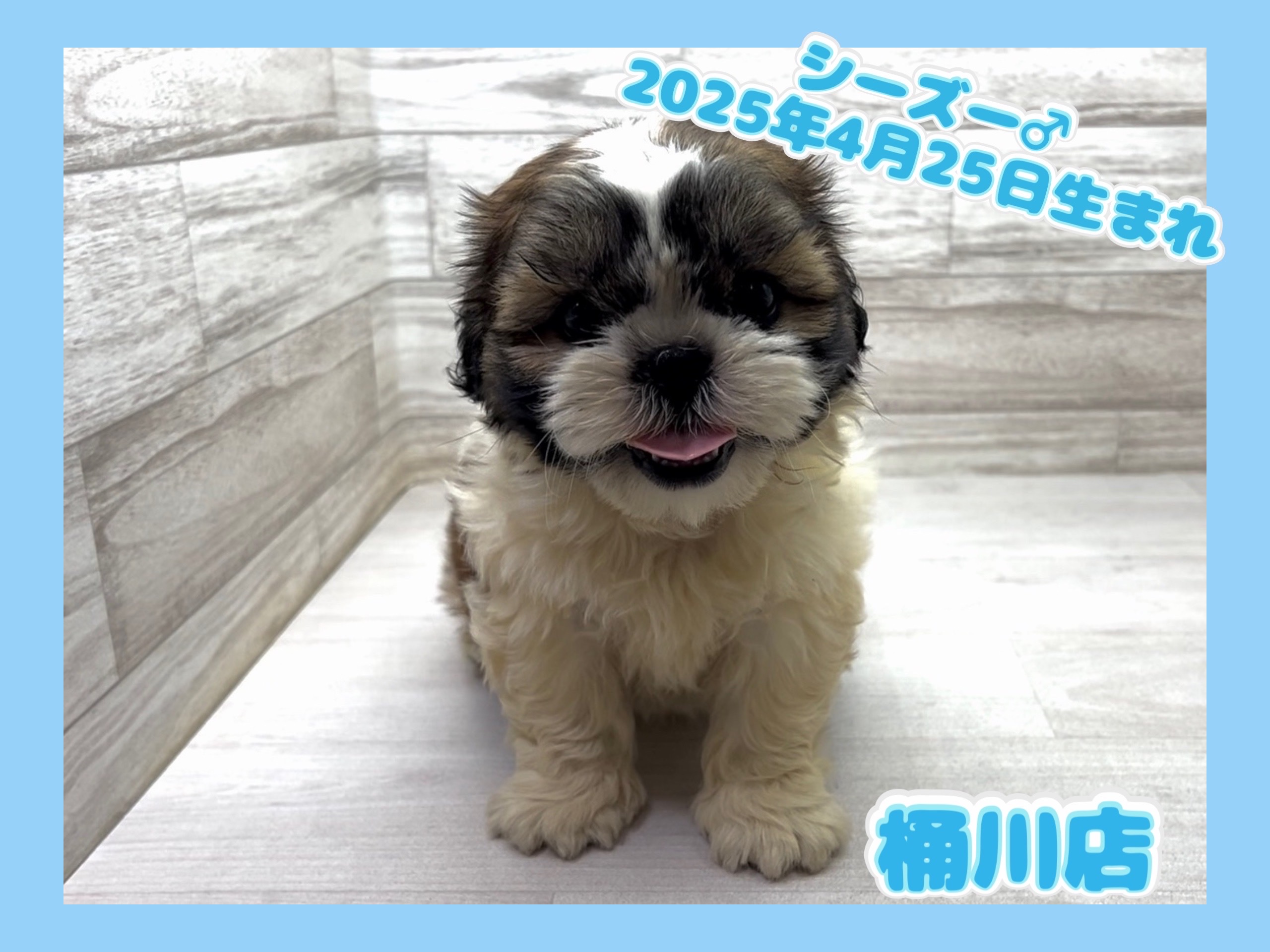 埼玉県のシーズー (かねだい桶川店/2025年4月25日生まれ/男の子/ゴールドホワイト)の子犬