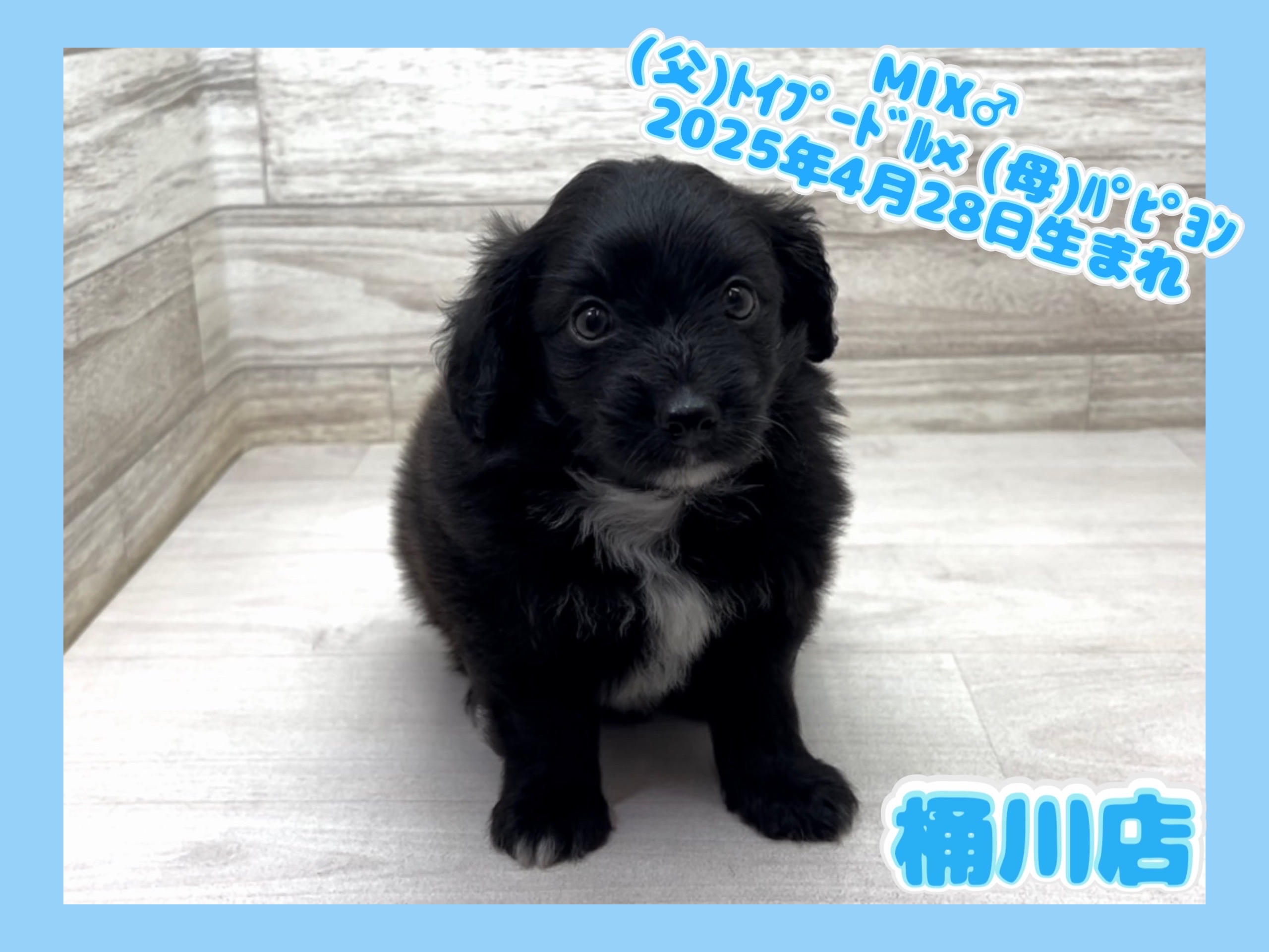 埼玉県のパピプー(パピヨン×プードル) (かねだい桶川店/2025年4月28日生まれ/男の子/その他色)の子犬の1枚目の画像