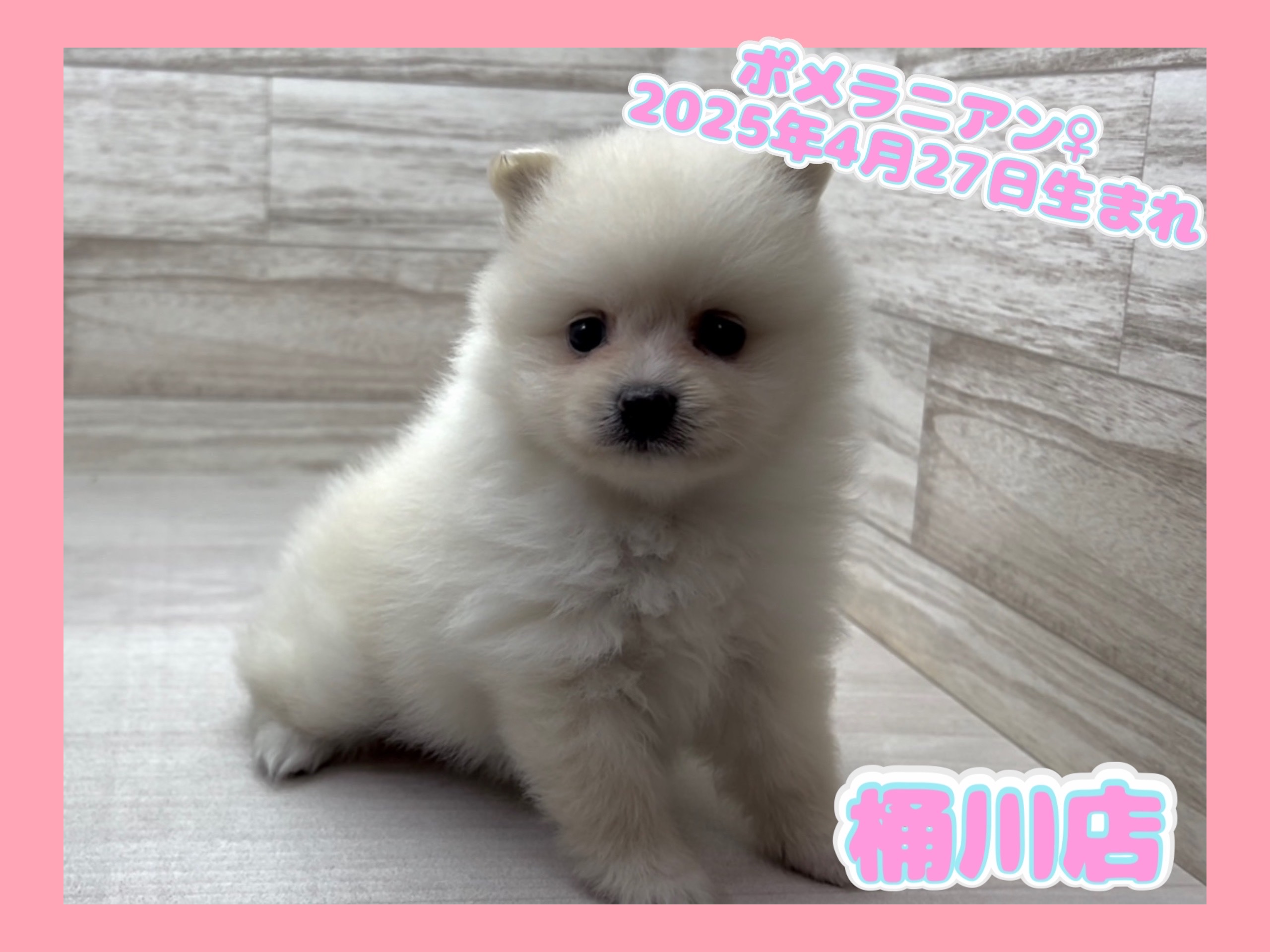 埼玉県のポメラニアン (かねだい桶川店/2025年4月27日生まれ/女の子/ホワイト)の子犬