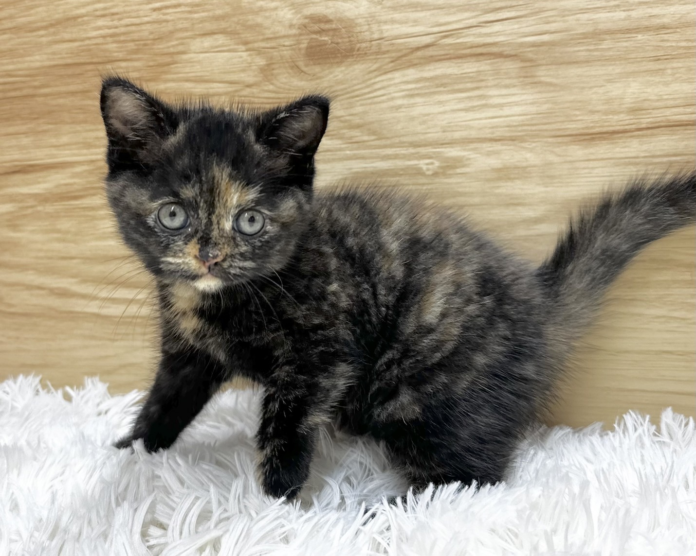 群馬県のマンチカン (かねだいペットトライアル桐生/2025年4月24日生まれ/女の子/トーティー)の子猫の1枚目の画像