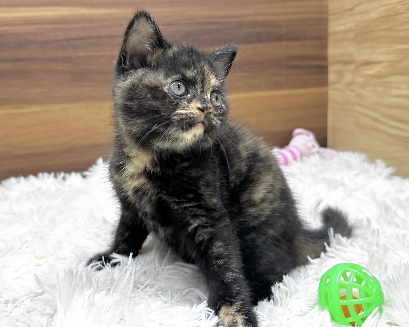 群馬県のマンチカン (かねだいペットトライアル桐生/2025年4月24日生まれ/女の子/トーティー)の子猫の3枚目の画像