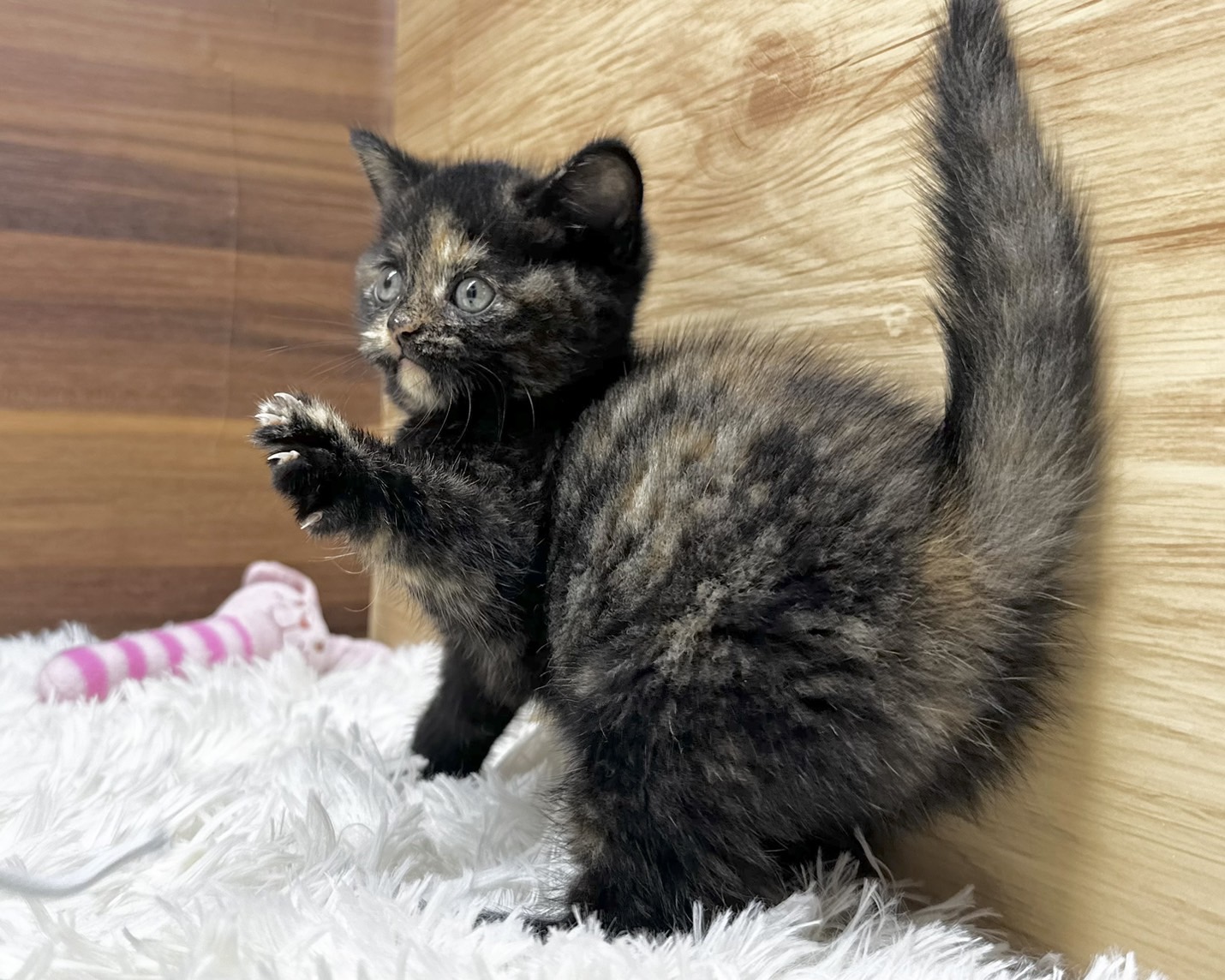 群馬県のマンチカン (かねだいペットトライアル桐生/2025年4月24日生まれ/女の子/トーティー)の子猫の4枚目の画像
