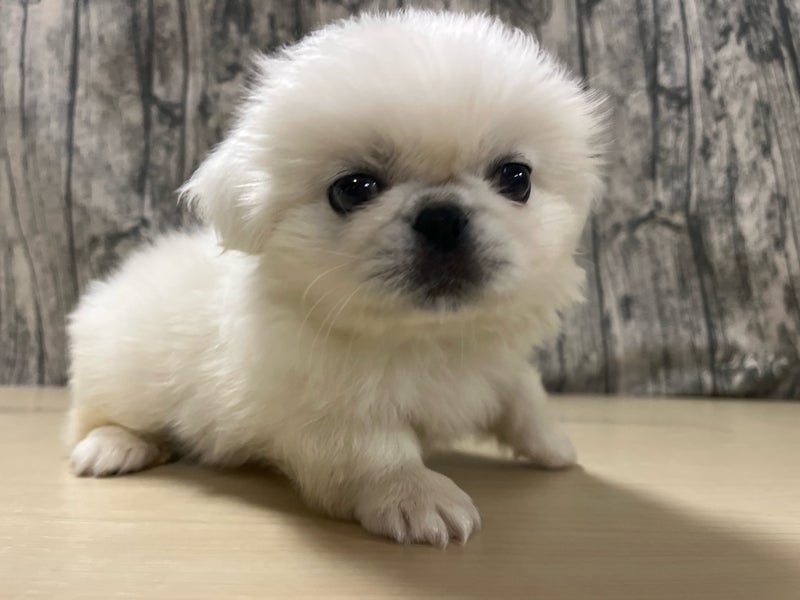 埼玉県のペキニーズ (かねだいアクアパーク店/2025年4月28日生まれ/男の子/ホワイト)の子犬
