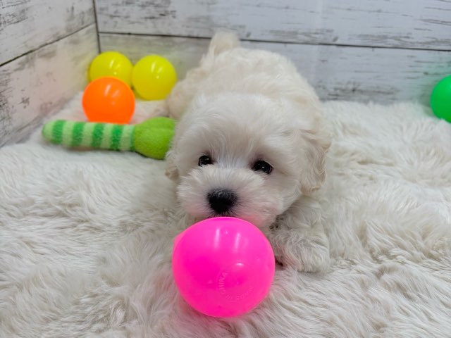 新潟県のハーフ犬・ミックス犬 (かねだいペットトライアル魚沼/2025年4月24日生まれ/女の子/アプリコット)の子犬の1枚目の画像