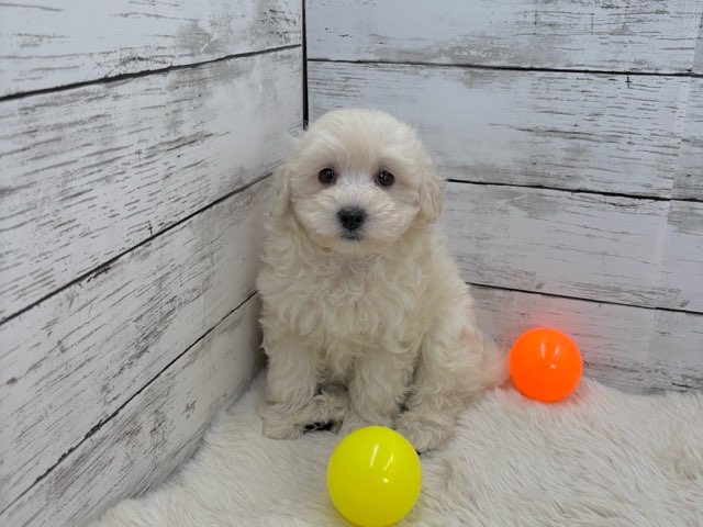 新潟県のハーフ犬・ミックス犬 (かねだいペットトライアル魚沼/2025年4月24日生まれ/女の子/アプリコット)の子犬の2枚目の画像