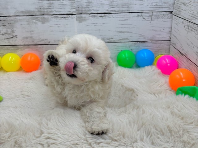 新潟県のハーフ犬・ミックス犬 (かねだいペットトライアル魚沼/2025年4月24日生まれ/女の子/アプリコット)の子犬の3枚目の画像